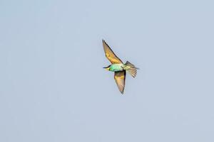 one colorful bee-eater Merops apiaster flies through the air hunting for insects photo