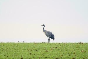 1 crane stand on a green field in spring photo