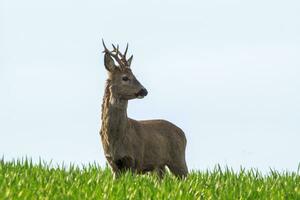 uno hueva ciervo dólar capreolus capreolus soportes en un verde prado y come foto