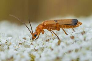 one red soldier beetle sits on a white flower and sunbathes photo