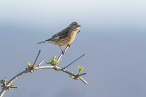 one female linnet sits on a branch in a garden photo