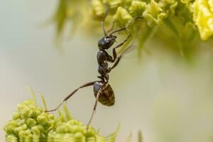 uno pequeño hormiga sube desde flor a flor foto