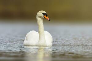 one mute swan swimming on a reflecting lake Cygnus olor photo