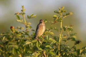 one female linnet sits on a branch in a garden photo