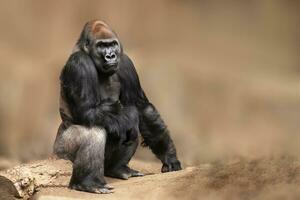 one Male gorilla sits on a tree trunk and observes the surroundings photo