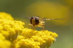 uno flotar mosca se sienta en un flor y mordiscos en néctar foto