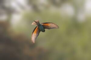 one colorful bee-eater Merops apiaster flies through the air hunting for insects photo