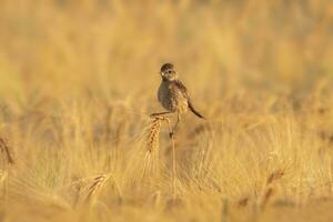 one a female stonechat Saxicola rubicola sits on the ears of a wheat field and searches for insects photo