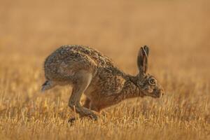 one European hare Lepus europaeus runs across a harvested stubble field photo