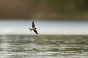 one barn swallow Hirundo rustica flies over a lake in search of insects photo