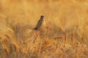 one a female stonechat Saxicola rubicola sits on the ears of a wheat field and searches for insects photo
