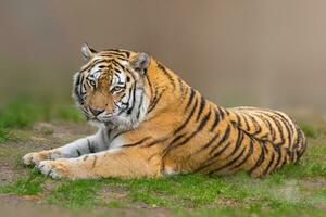 one large striped tiger Panthera tigris lies relaxed and enjoys the sun photo