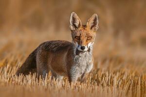 one red fox Vulpes vulpes stands on a harvested stubble field with a mouse in its snout and looks for prey photo