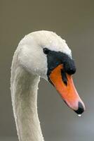 one head portrait of a mute swan Cygnus olor photo