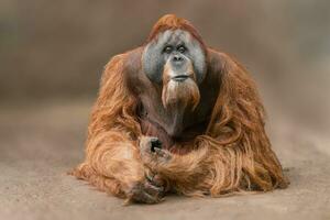 one Adult male orangutansits on the ground and relaxes photo