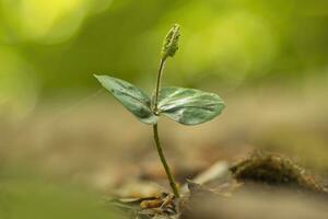 one young sprout of a beech tree grows in the forest photo