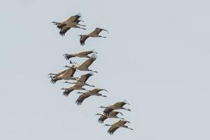 2 cranes fly in the blue sky in spring photo