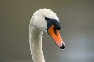 uno cabeza retrato de un mudo cisne cygnus olor foto