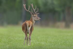 one Red deer buck Cervus elaphus with large antlers stands in a meadow photo