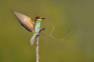 uno vistoso comedor de abejas merops apiaster aterrizaje en un rama foto