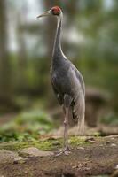 1 crane stands at the edge of a forest in spring photo