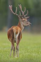 uno rojo ciervo dólar cervus elaphus con grande cornamenta soportes en un prado foto