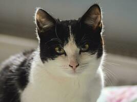 one young black and white domestic cat Felis catus looks cute photo