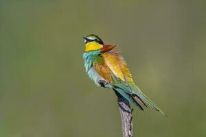 oe colorful bee-eater Merops apiaster sits on a branch and looks for insects photo