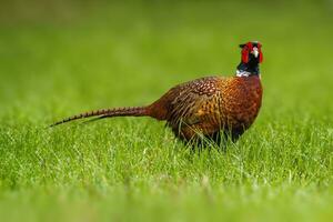 one pheasant rooster Phasianus colchicus stands on a green meadow photo