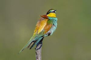 oe colorful bee-eater Merops apiaster sits on a branch and looks for insects photo
