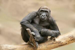 one female gorilla sits on a tree trunk and observes the surroundings photo