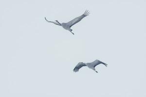 2 cranes fly in the blue sky in spring photo