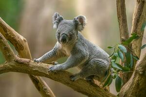 one Koala bear sits relaxed on a branch of a tree and looks very curious photo