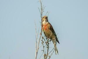 one male linnet sits on a branch in a garden photo