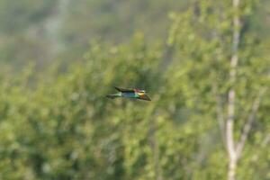 one colorful bee-eater Merops apiaster flies through the air hunting for insects photo