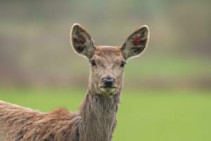 one Portrait of a red deer doe Cervus elaphus in a meadow photo