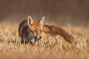 one red fox Vulpes vulpes stands on a harvested stubble field with a mouse in its snout and looks for prey photo