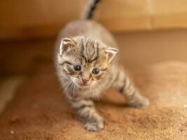 one young domestic striped cat Felis catus looks cute photo