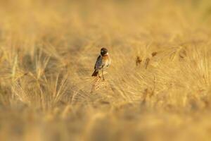 one Stonechat Saxicola rubicola sits on the ears of a wheat field and searches for insects photo