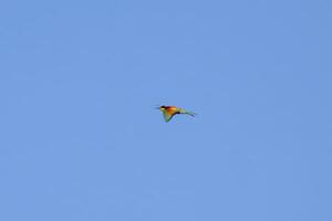 one colorful bee-eater Merops apiaster flies through the air hunting for insects photo