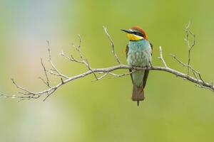 oe colorful bee-eater Merops apiaster sits on a branch and looks for insects photo