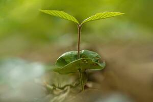 one young sprout of a beech tree grows in the forest photo