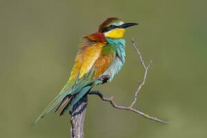 oe vistoso comedor de abejas merops apiaster se sienta en un rama y mira para insectos foto