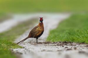 uno Faisán gallo phasianus colchicus soportes en un suciedad la carretera foto