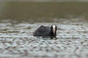 one adult coot Fulica atra swims on a reflecting lake photo