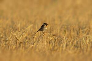 one Stonechat Saxicola rubicola sits on the ears of a wheat field and searches for insects photo