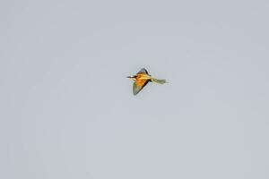 one colorful bee-eater Merops apiaster flies through the air hunting for insects photo