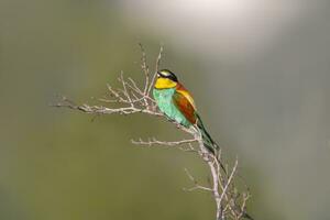 oe colorful bee-eater Merops apiaster sits on a branch and looks for insects photo