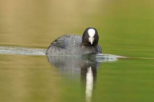 one adult coot Fulica atra swims on a reflecting lake photo