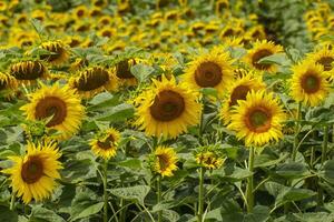 field with blooming sunflowers in summer photo